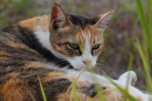 ねこ ねこの写真