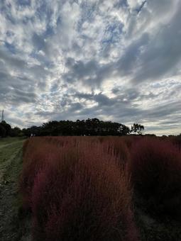 秋のコキア 秋のコキアの写真