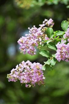 Crape myrtle, JPG Crape myrtle, JPG