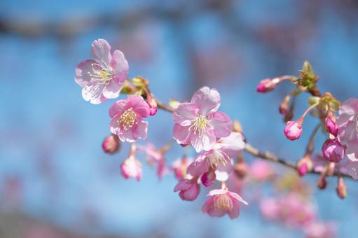 青空と河津桜 おめでとう,サクラサク,祝いの写真素材