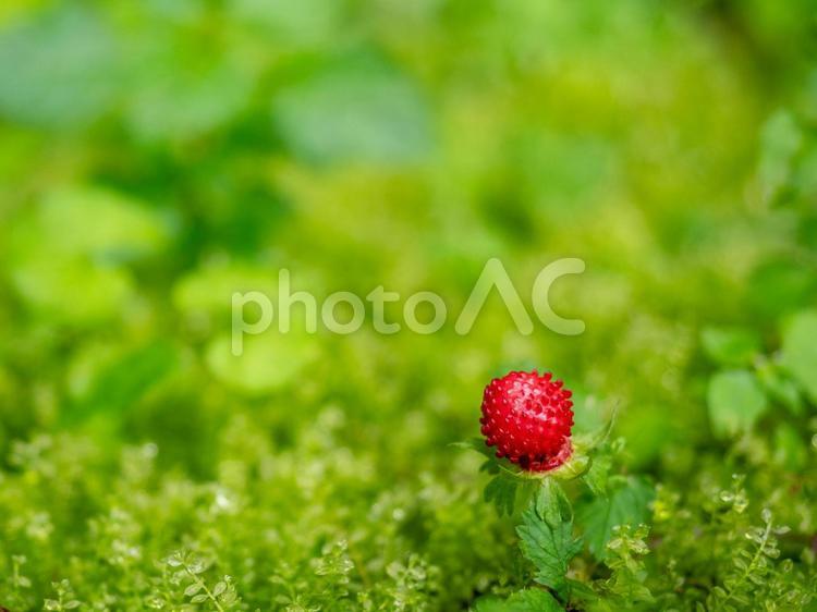 雨上がりの緑の中の野いちご 野いちご,野イチゴ,野苺の写真素材