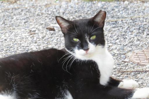 公園ネコ　沖縄県　那覇市 ネコ,ねこ,動物の写真素材