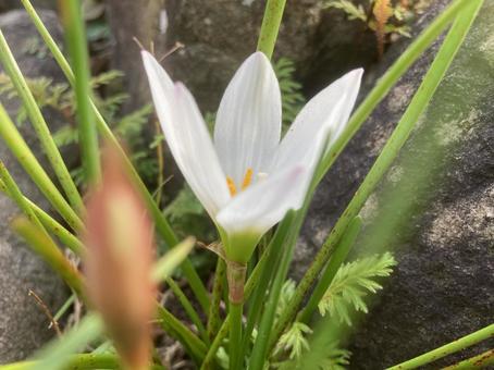 白い花 白い花の写真