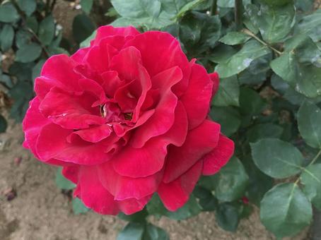 バラ バラ バラ,ローズ,花びらの写真素材