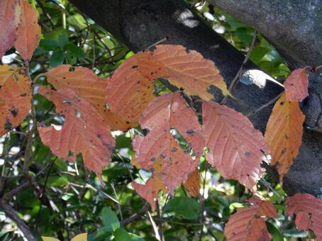 【風景写真】晩秋の風景 紅葉,葉っぱ,晩秋の写真素材