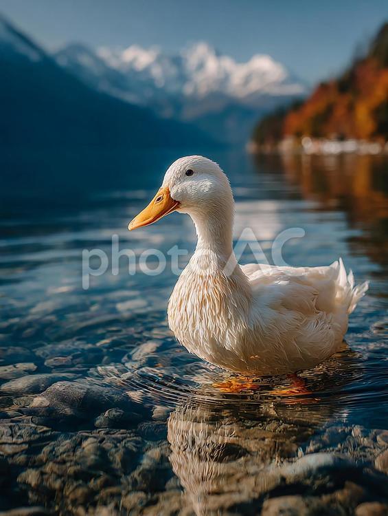水辺に佇む白いアヒル アヒル,白い,鳥の写真素材
