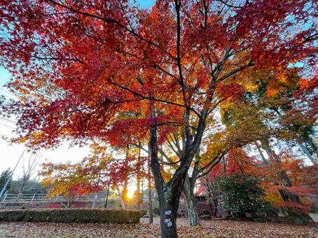 秋の風景 紅葉,黄葉,もみじの写真素材