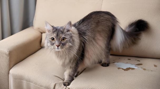 ソファで粗相する猫の写真
