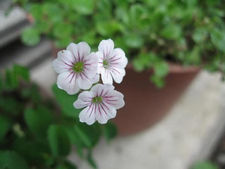 小花 小花の写真