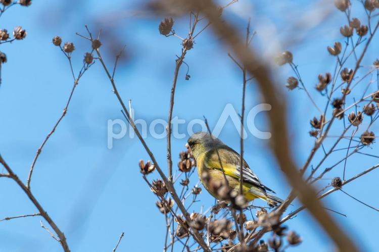 青空に映えるカワラヒワの横顔 カワラヒワ,鳥,野鳥の写真素材
