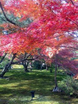 紅葉 紅葉の写真