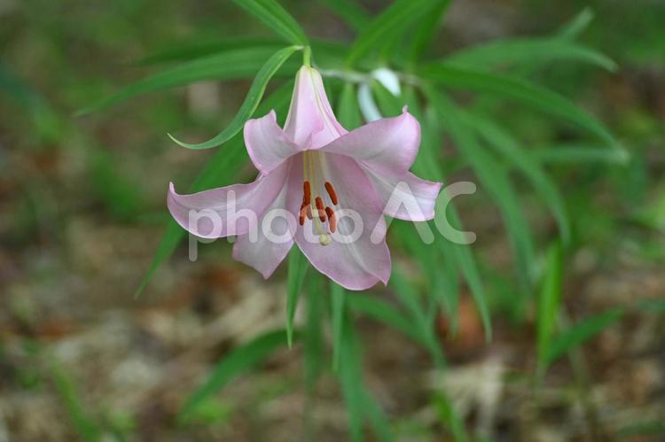 鮮やかなピンクのササユリの花 ササユリ,ピンク,美しいの写真素材