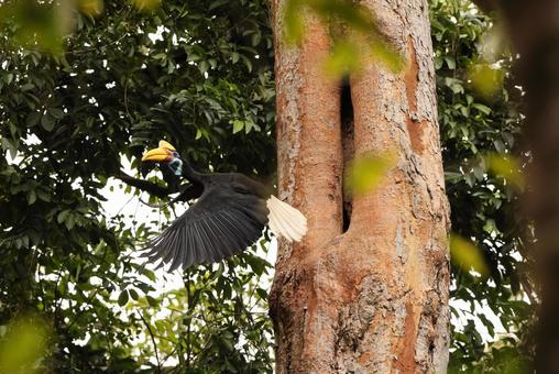 アカコブサイチョウ アカコブサイチョウ アカコブサイチョウ,野鳥,野生動物の写真素材