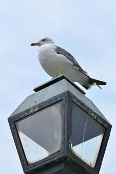 レトロな街灯の上でくつろぐ海鳥 レトロな街灯の上でくつろぐ海鳥の写真