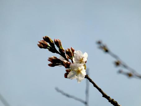 枝の先端から咲き始めた住宅地のサクラ 枝の先端から咲き始めた住宅地のサクラ サクラ,花,ツボミの写真素材