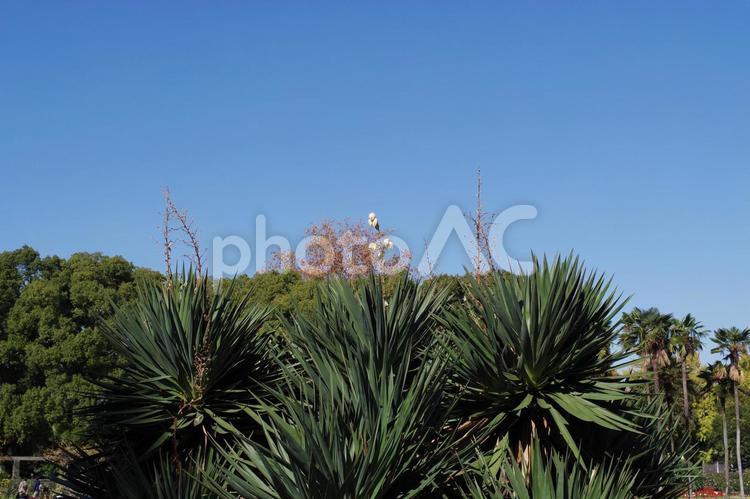 日比谷公園の景色 日比谷公園,風景,空の写真素材