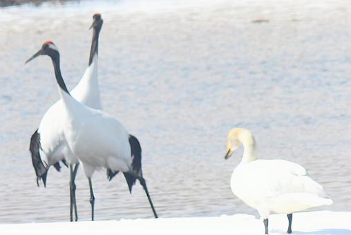 鶴と白鳥の写真