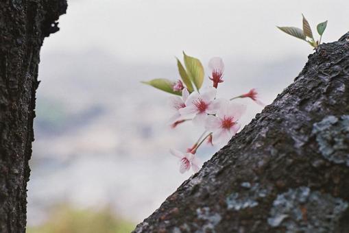 桜 植物,自然,森の写真素材