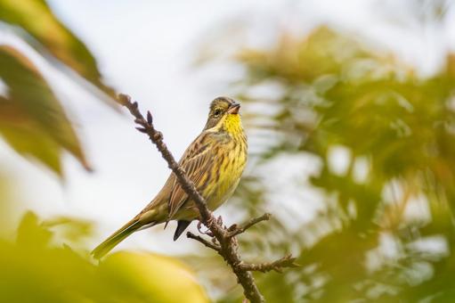 アオジ(26) 野鳥,アオジ,鳥類の写真素材