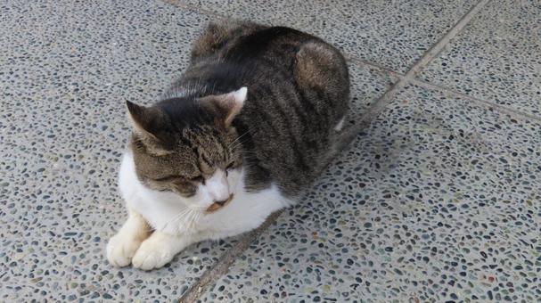 お手々を揃えて寛ぐもふもふで可愛い猫様 猫,キジシロ,腹ばいの写真素材