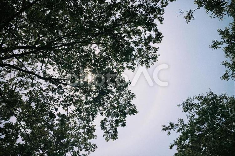 木漏れ日 空,太陽,光の輪の写真素材