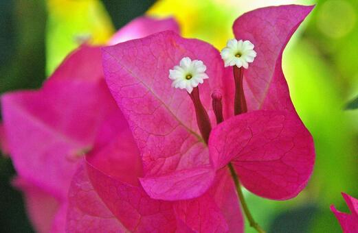 イカダカズラ イカダカズラ,筏葛,ブーゲンビリアの写真素材