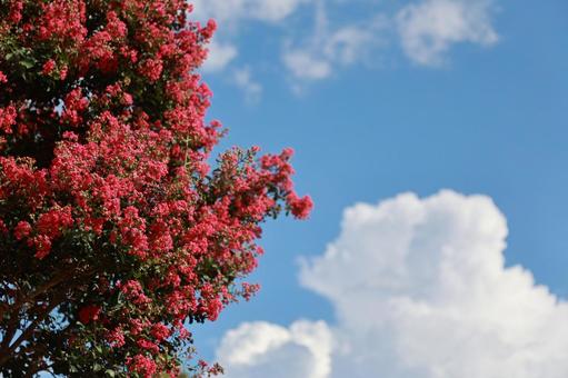 Photo, crisp berry, hundred days red, summer sky, 