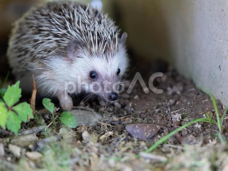 暗いところが好きなハリネズミ ハリネズミ,はりねずみ,針の写真素材