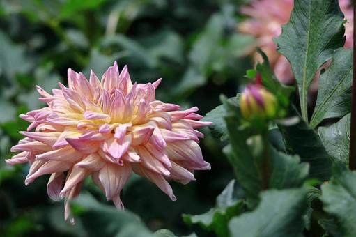 色鮮やかな大輪 色鮮やかな大輪 ダリア,花,キク科の植物の写真素材