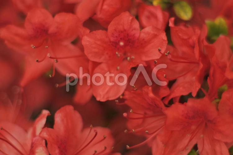全面に赤いつつじ つつじ,躑躅,赤の写真素材