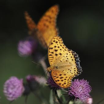 花にとまる蝶 花にとまる蝶の写真