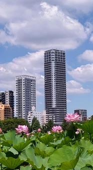 不忍池から望む、蓮の花と高層ビル 不忍池から望む、蓮の花と高層ビル 町並み,市街地,風景の写真素材