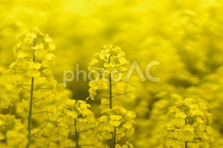黄色く染まった北国の絶景 菜の花畑,旅行,夏の写真素材