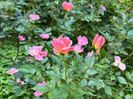 やさしく咲く秋バラ バラ,花,風景の写真素材