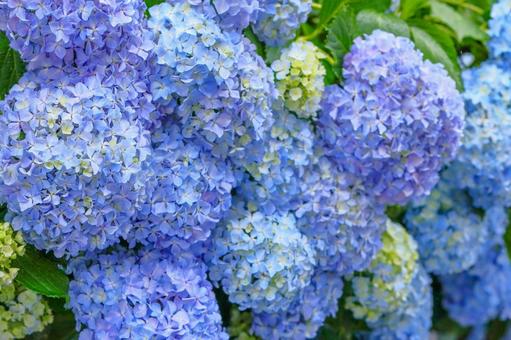 雨上がりの紫陽花 雨上がりの紫陽花の写真