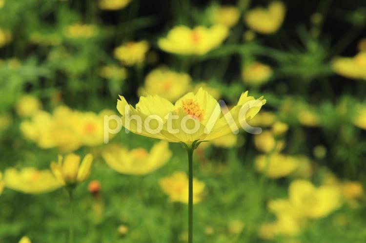 秋の気配　キバナコスモス キバナコスモス,秋の気配,キク科の写真素材