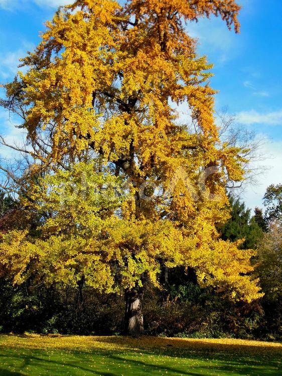 ドイツの風景　紅葉銀杏13 きみどり,きれい,みどりの写真素材