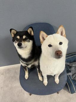 仲良しわんこ 仲良しわんこの写真