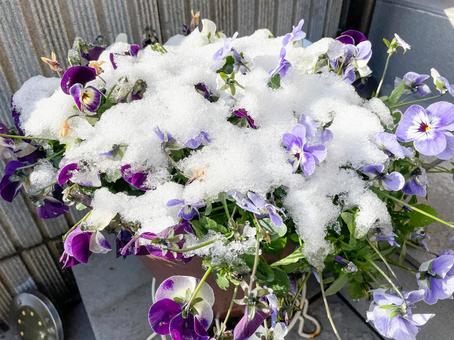 雪が積もった花 雪が積もった花の写真