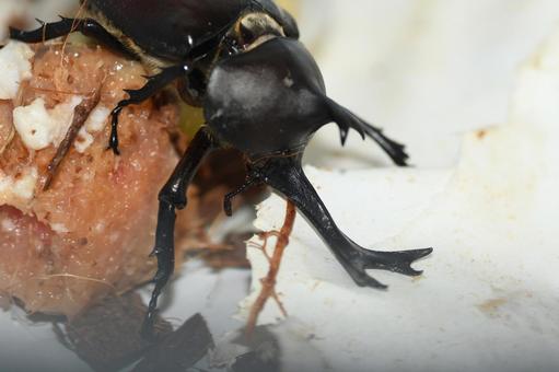 カブトムシ カブトムシの写真