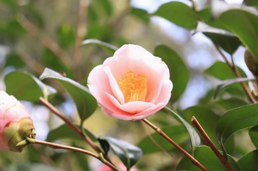 Pink Camellia, JPG
