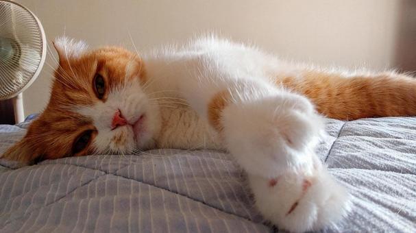 伸びているネコ 伸びているネコ 猫,ネコ,ねこの写真素材