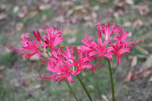 濃いピンクの花びらのキツネノカミソリの花 濃いピンク,花びら,キツネノカミソリの写真素材