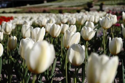 チューリップ チューリップの写真