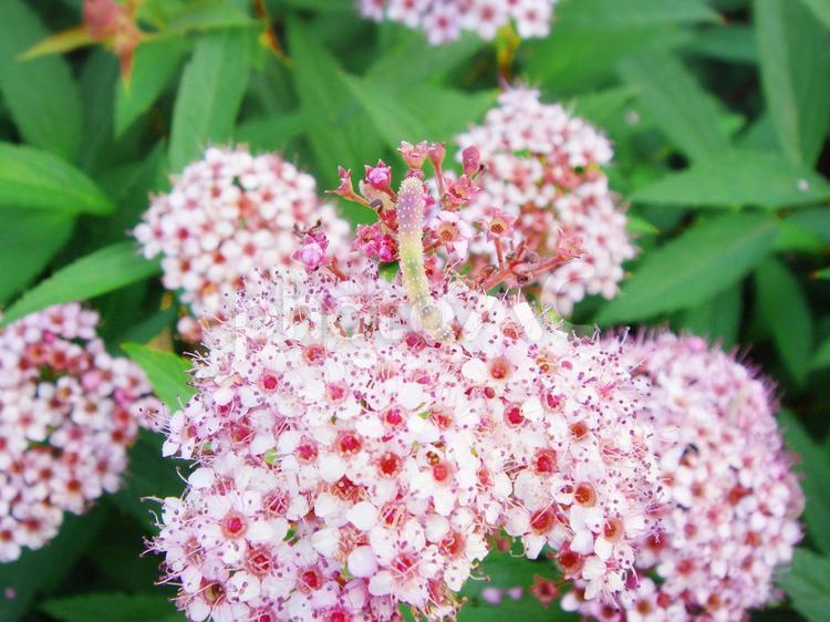 食べた花が透けるイモムシ シモツケマルハバチ,イモムシ,あおむしの写真素材
