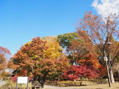 秋の水元公園・木々の紅葉（東京都葛飾区） 秋,水元公園,紅葉の写真素材