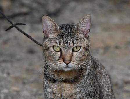 愛媛県内子の野良ちゃん　⑥ ねこ,哺乳類,癒されるの写真素材