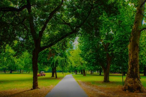緑豊かな公園の道 緑豊かな公園の道 公園,木々,緑の写真素材