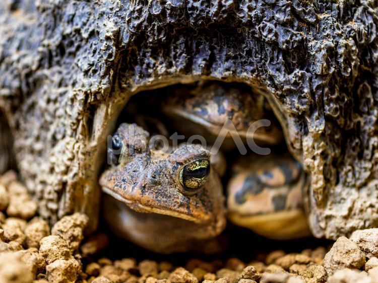 ナンブヒキガエルとミドリヒキガエル ナンブヒキガエル,エジプトミドリヒキガエル,動物の写真素材