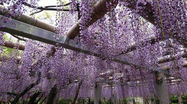 Scenery of wisteria trellis in May, JPG